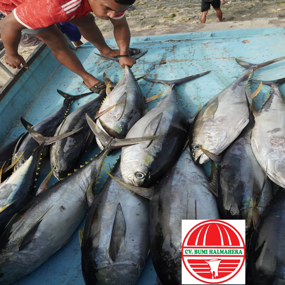 Ikan