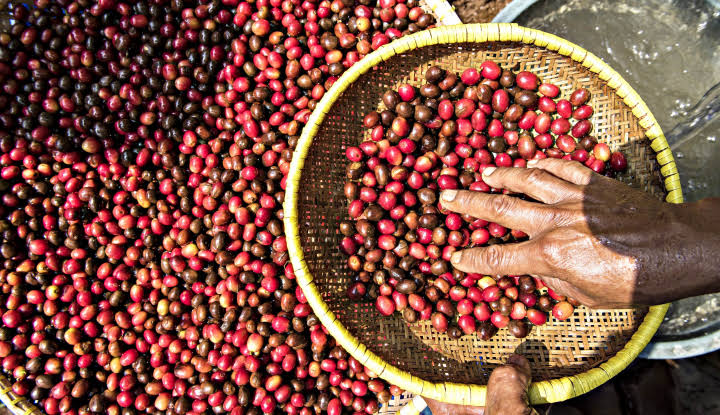 Kopi